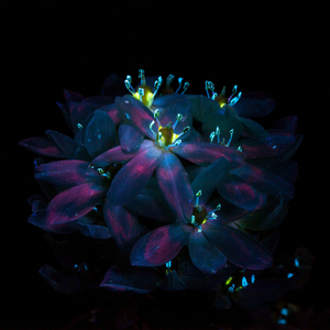 看黄王网址在线观看
